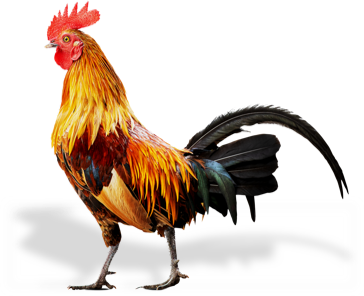 Image of Chicken