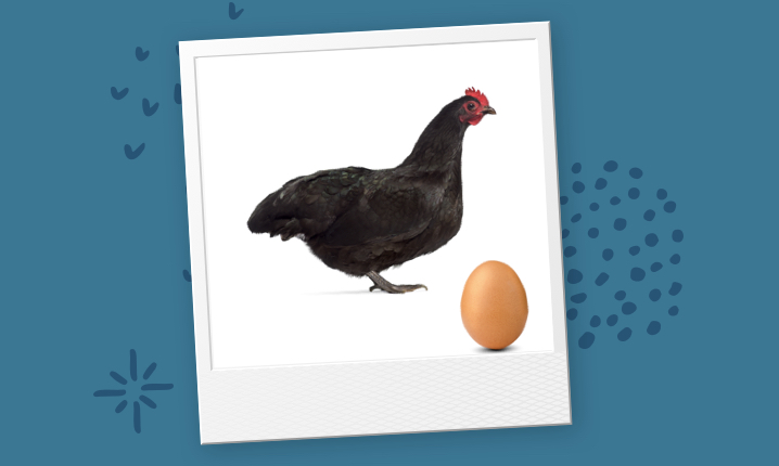 Image of Australorp Breed