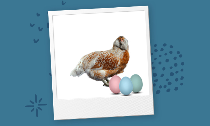 Image of Easter Egger Breed