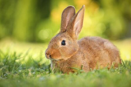 baby pet rabbits