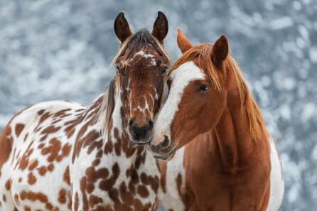 beautiful horses