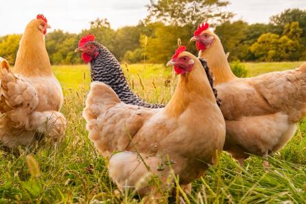 buff orpington