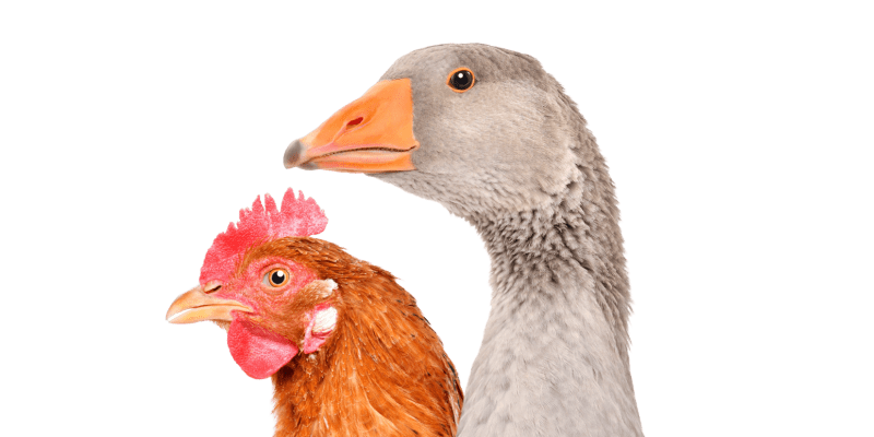 poultry