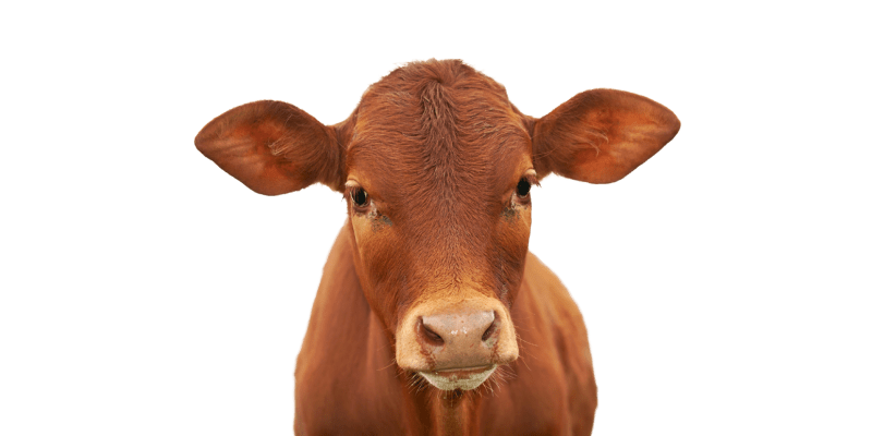 cow