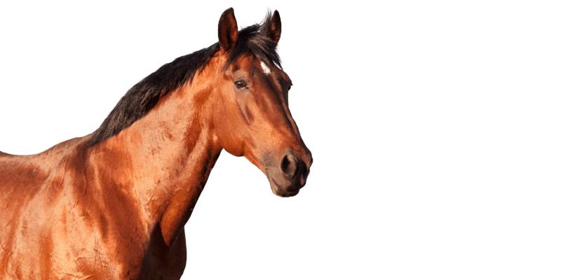 why choose manna pro horse products