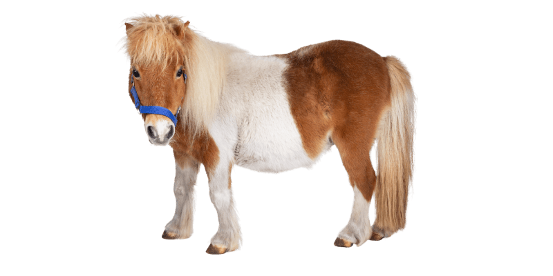 mini horse