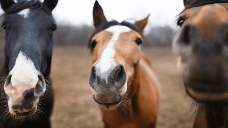 curious horses