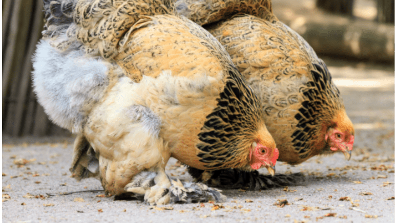 giant brahma chickens eating