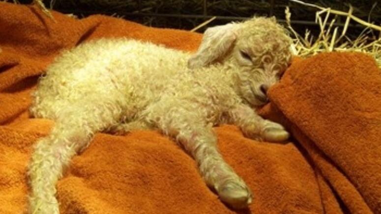 newborn baby goat