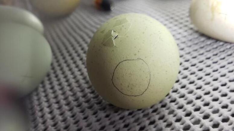 hatching chicken egg