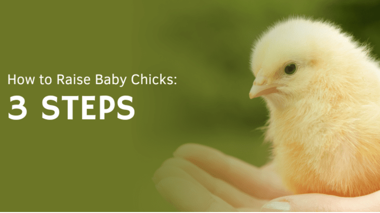 how to raise baby chickens