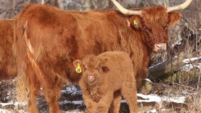 highland cattle family