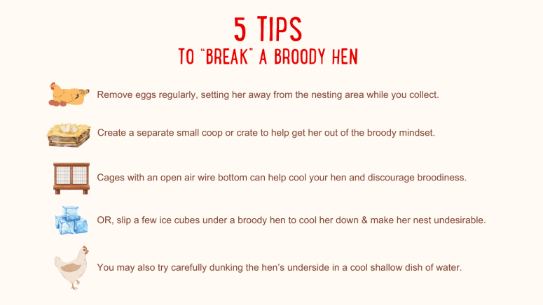 5 tips to break a broody hen