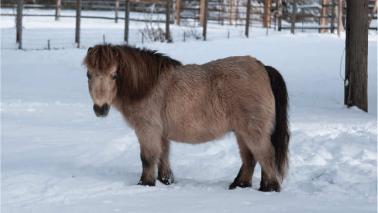 Mini horse in the snow