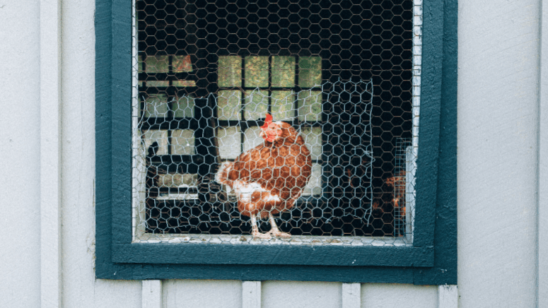 chicken coop biosecurity best practices