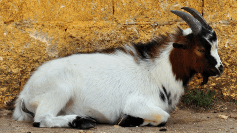 pygmy goat