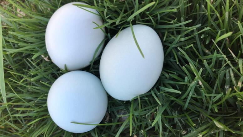 ameraucana eggs