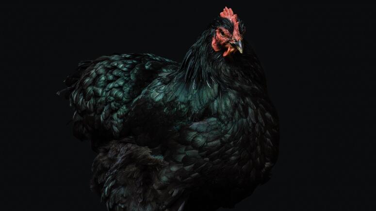 Australorp