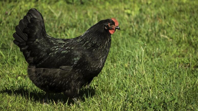 australorp