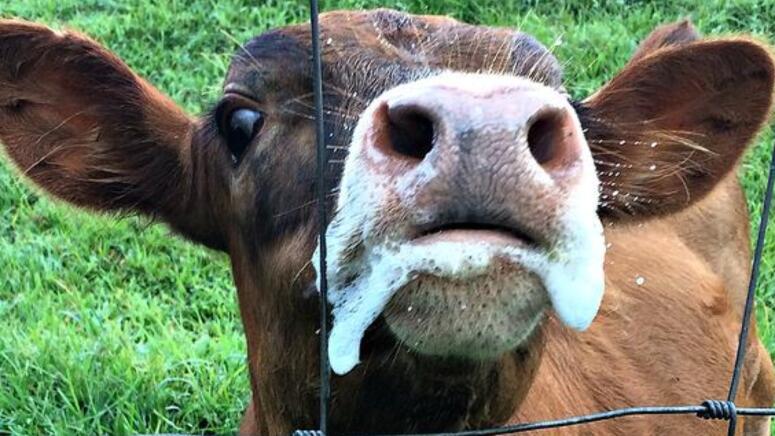 baby cow with milk on mouth