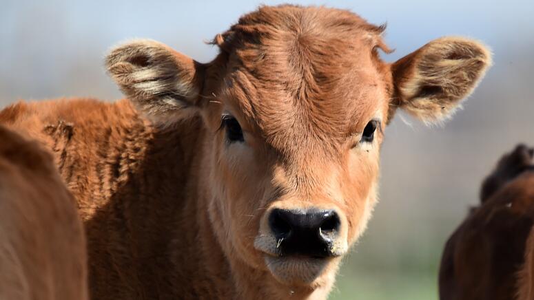 beautiful baby cow