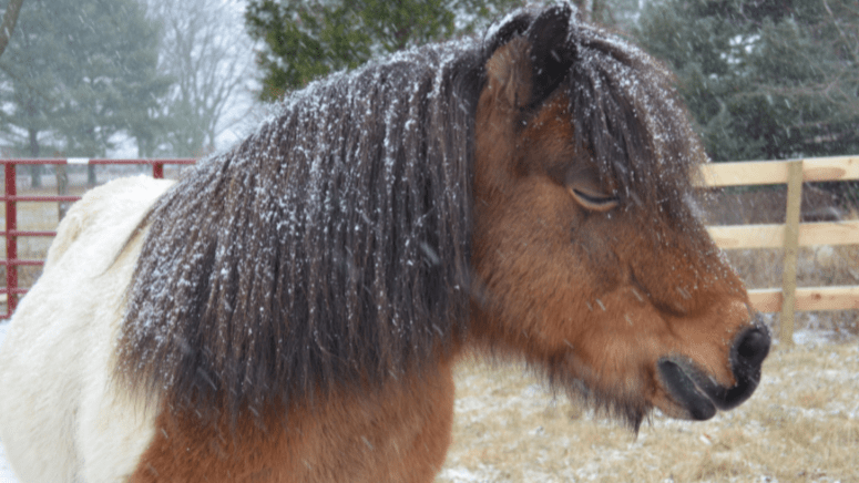 mini horse in the snow