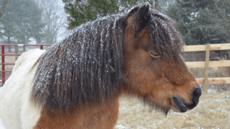 profile of mini horse outside with snow on mane