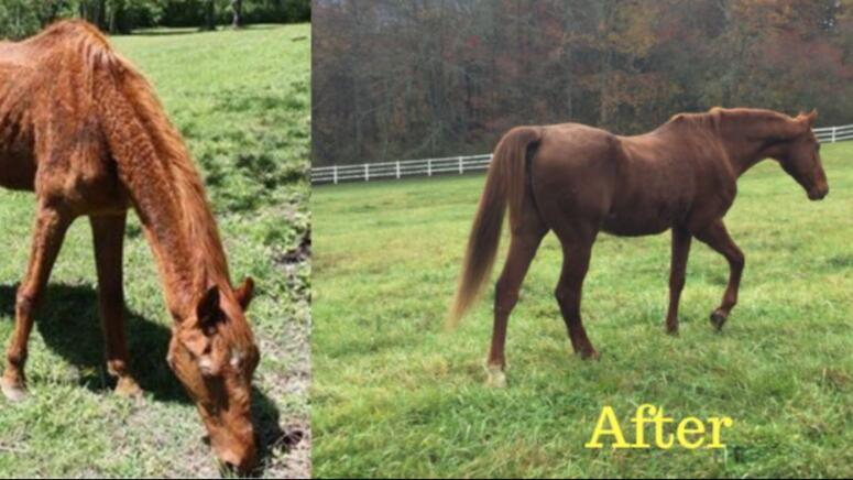 before and after underweight senior horse