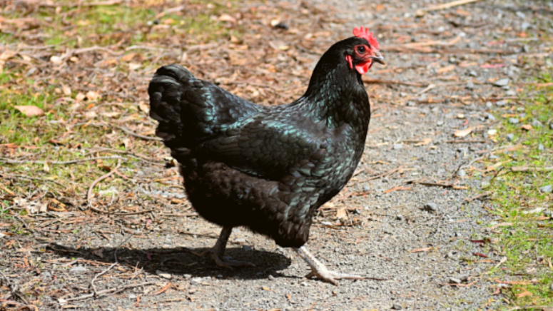 australorp