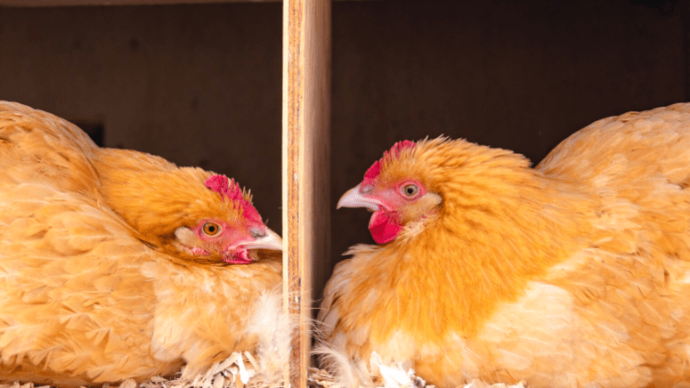 buff orpington hens