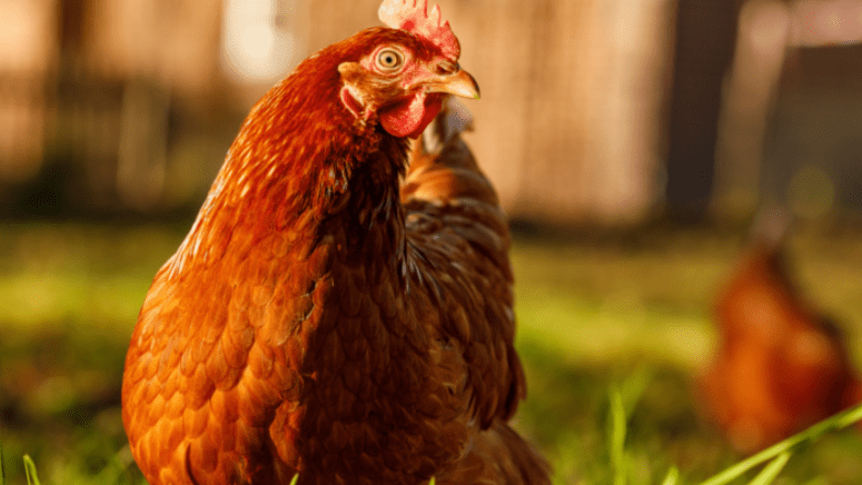 rhode island red