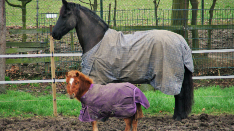 big horse mini horse