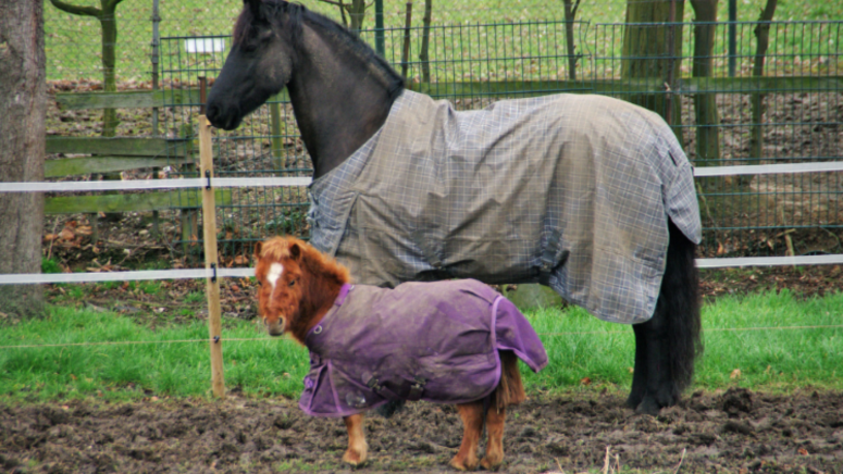 Mini horse and pony standing next to each other