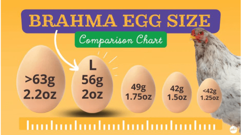 brahma chicken egg size