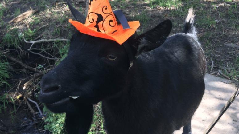 halloween party goat