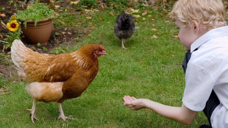 boy feeding chickens