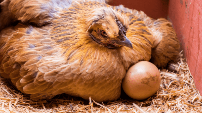 beautiful broody hen