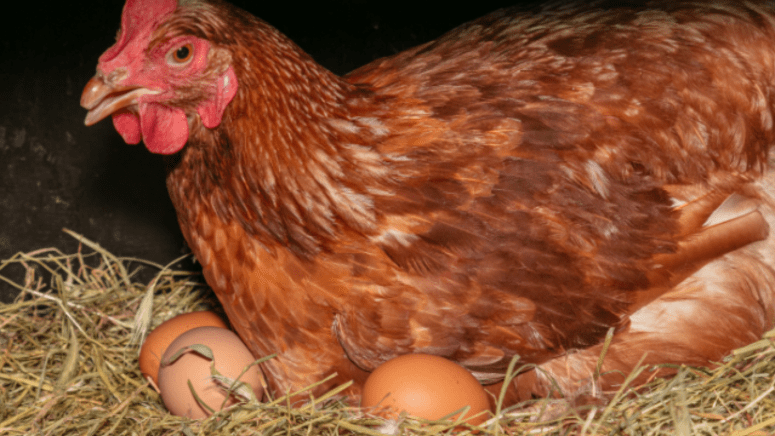 broody hen with eggs