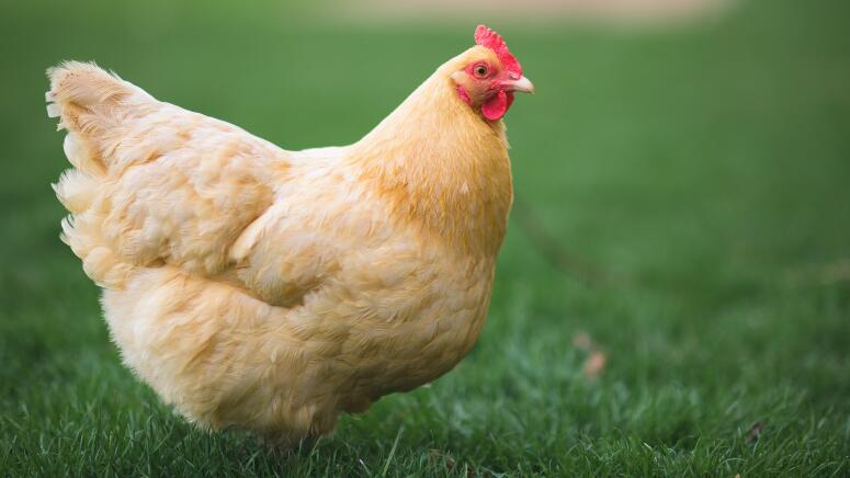 buff orpington