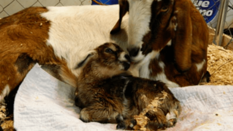 baby goat in stall