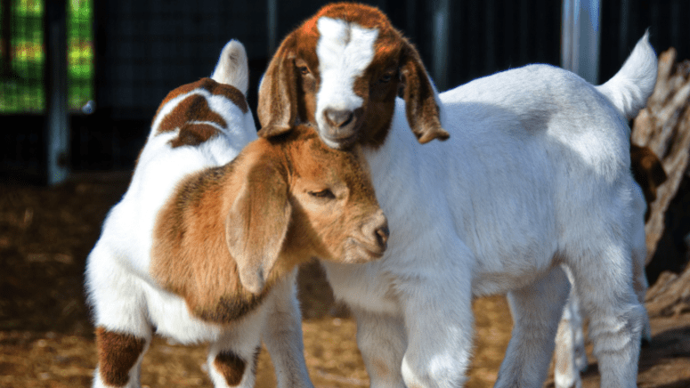 baby goats