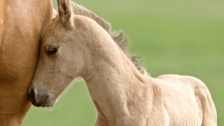 foal