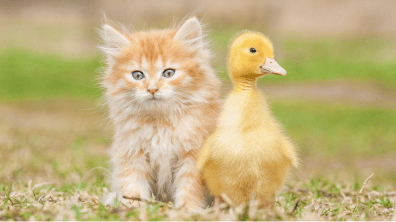 kitten duckling