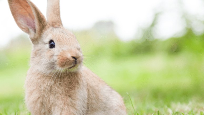 baby rabbit in a field