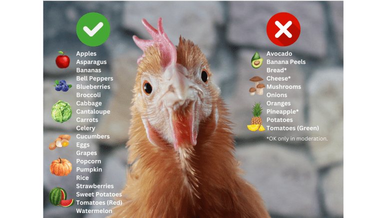 can chickens eat that infographic