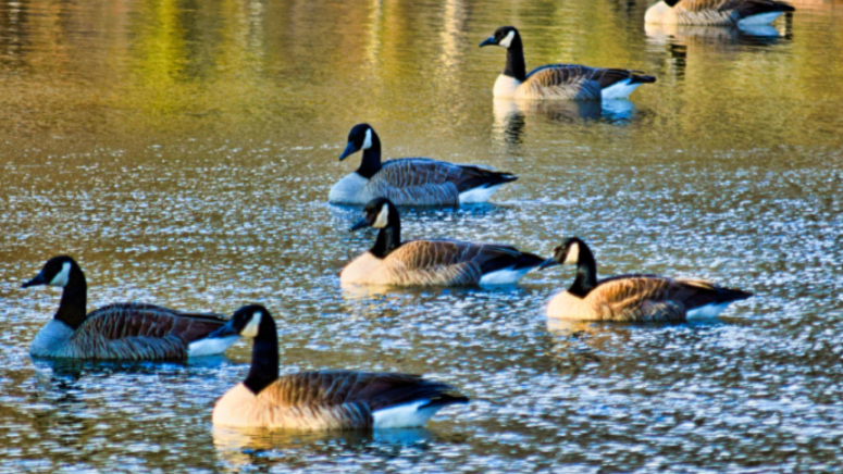 canadian geese