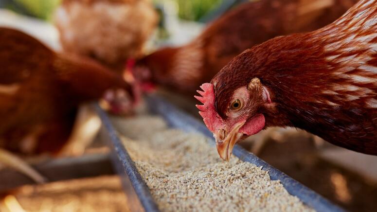 chicken feed types