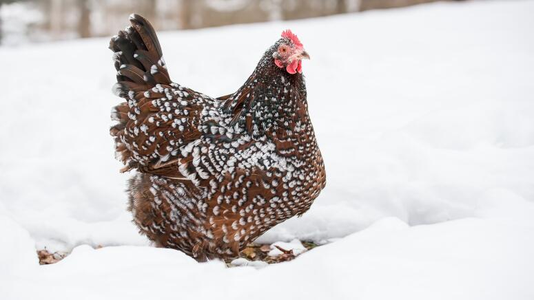 chicken in snow