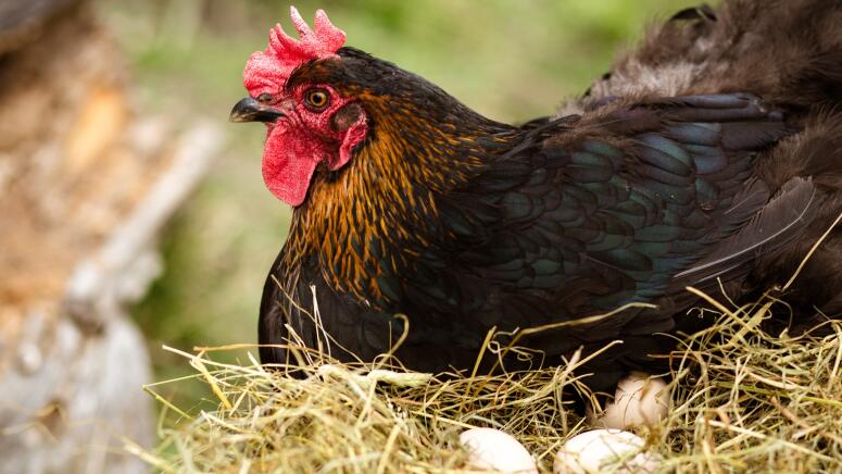 chicken laying eggs