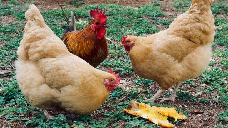 chickens gathered around squash